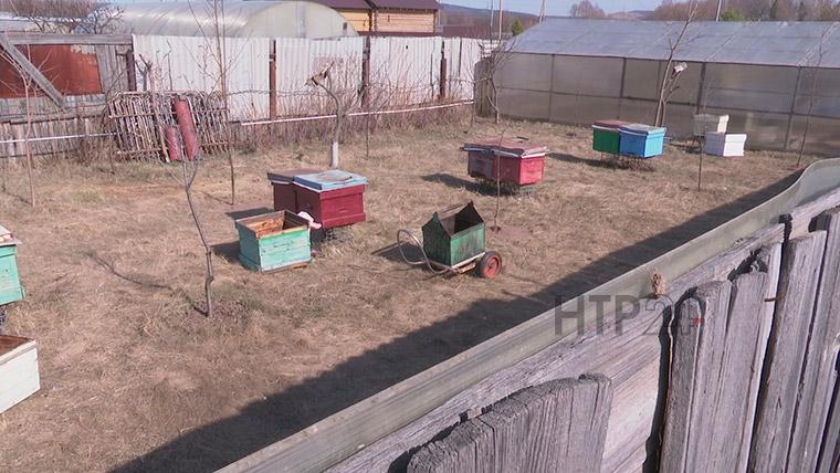 Жители села под Нижнекамском жалуются на пчел