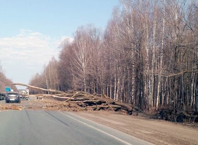 На трассе при въезде в Нижнекамск упавшее дерево перекрыло проезд
