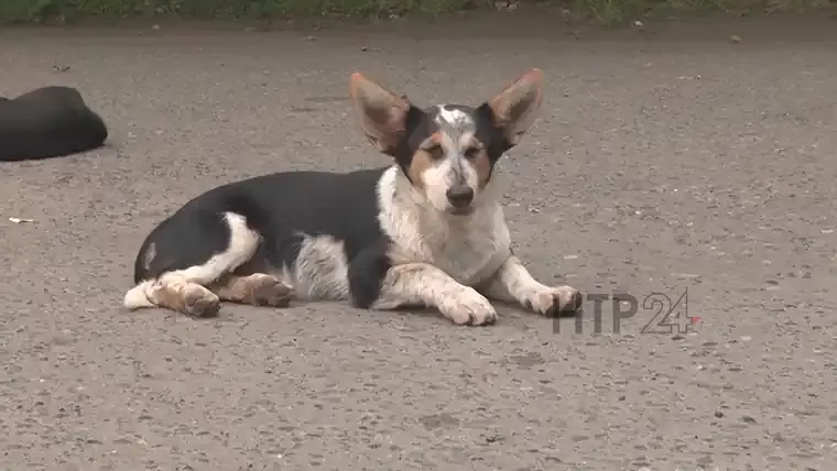 В мэрии Нижнекамска ответили на жалобы жителей города на агрессивных бродячих собак