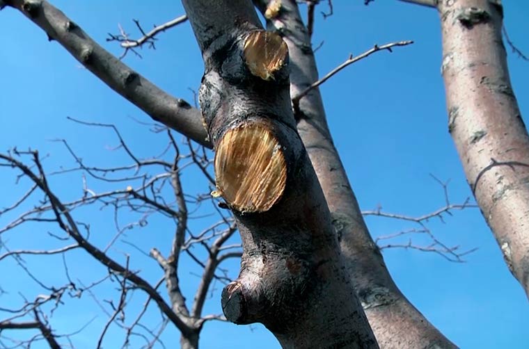 Мэрия Нижнекамска ответила на жалобы о якобы бессконтрольной рубке деревьев