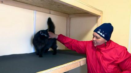 В нижнекамском приюте «Хвостики» заселили новый домик для кошек