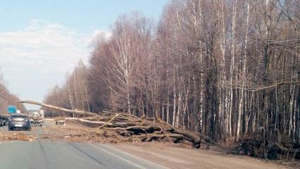 На трассе при въезде в Нижнекамск упавшее дерево перекрыло проезд