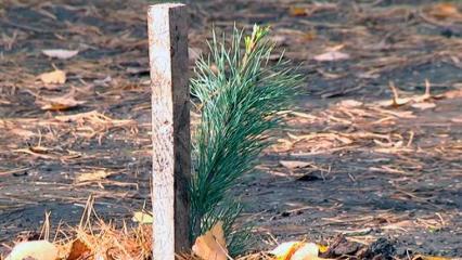В Татарстане высадят 350 тыс. саженцев деревьев в память о подвиге соотечественников