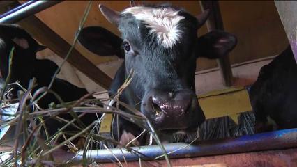 В Татарстане пройдет конкурс, на котором выберут самую красивую корову