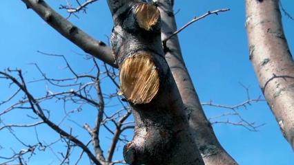 Мэрия Нижнекамска ответила на жалобы о якобы бессконтрольной рубке деревьев