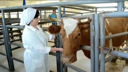 В Татарстане состоится конкурс зоотехников-селекционеров - НТР 24