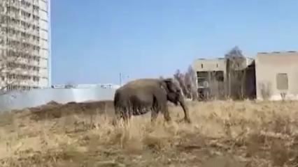 В Челнах заметили слонов, которые гуляли по улице - НТР 24