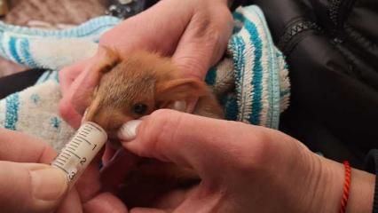 В Нижнекамске пенсионерка кормит и поит осиротевших бельчат - НТР 24