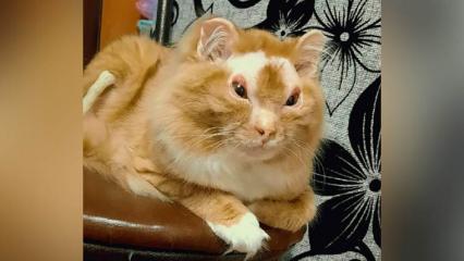 В Нижнекамске от хозяйки сбежал загипсованный кот-погорелец, похожий на морскую свинку - НТР 24