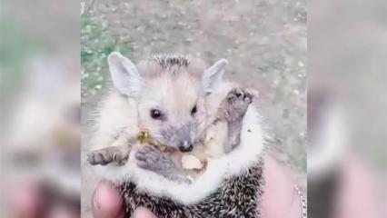 Пользователи соцсетей умиляются над забавным «ежом-мясорубкой» - НТР 24