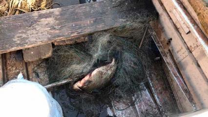 Четверым нижнекамцам грозят уголовные дела за незаконную рыбную ловлю - НТР 24