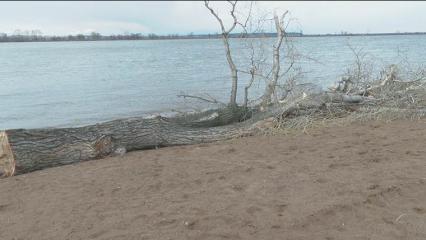 На пляже в Нижнекамске спилили старую иву - НТР 24