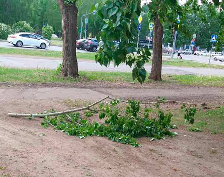 В Нижнекамске упавшая с дерева большая ветка чуть не пришибла ребёнка