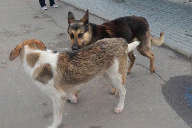 В Нижнекамске создали петицию за усыпление агрессивных бездомных собак
