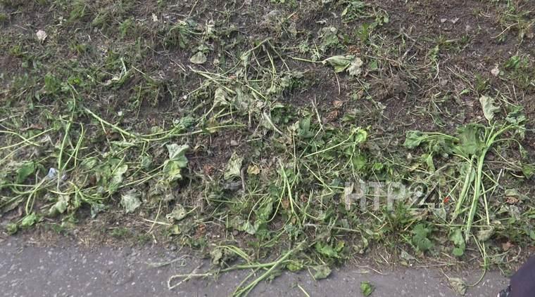 В Нижнекамске сотрудники домоуправления уничтожили посаженные жильцами цветы