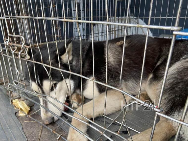 Хаски жительницы Нижнекамска по ошибке увезли в приют вместе с собаками, которые разорвали кошку