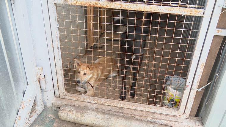 Отловленным на улицах Нижнекамска бездомным собакам ищут хозяев