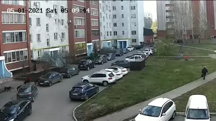 «Собачий патруль»: нижнекамец показал стаю собак, «патрулирующую» микрорайон - НТР 24