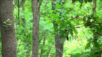 В Татарстане ожидается 4 класс пожарной опасности лесов - НТР 24