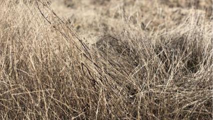 Нижнекамцы возмущаются из-за сухостоя и отсутствия воды в садоводческом обществе - НТР 24