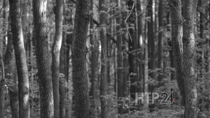 В Нижнекамске без вести пропал мужчина - НТР 24