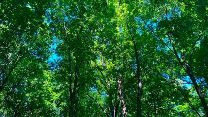 В Татарстане в рамках весеннего лесокультурного сезона восстановлено 1400 га леса - НТР 24