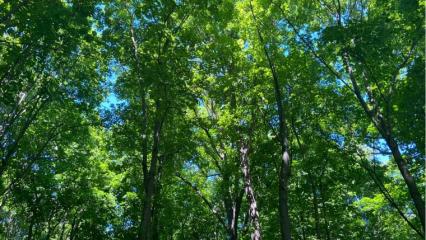 На территории Татарстана прогнозируется порывистый ветер и аномальная жара - НТР 24