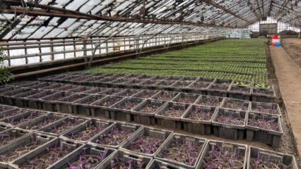 У нижнекамских дачников из-за отсутствия воды в садоводческом обществе погибает рассада - НТР 24