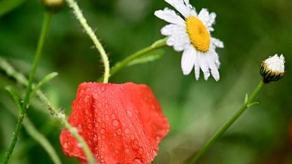Дождь и грозы: гидрометцентр Татарстана рассказал о погоде на выходных - НТР 24