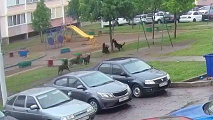Жестокая расправа своры собак над кошкой в одном из дворов Нижнекамска попала на видео