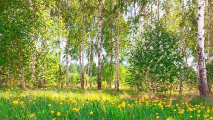 Синоптики Татарстана дали прогноз до конца недели - НТР 24