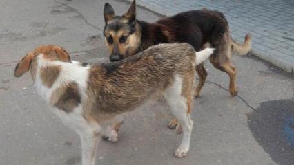 В Нижнекамске создали петицию за усыпление агрессивных бездомных собак - НТР 24