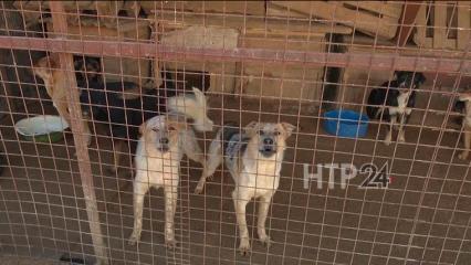 Нижнекамцы открыли обсуждение в соцсетях, как обезопасить себя от бродячих собак - НТР 24