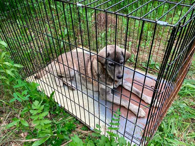 В Нижнекамске отловили собаку, которая набросилась на детей в парке