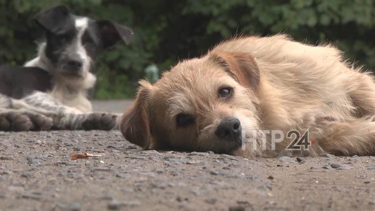 Жительница Нижнекамска опубликовала видео, как дети кидают камни в собаку