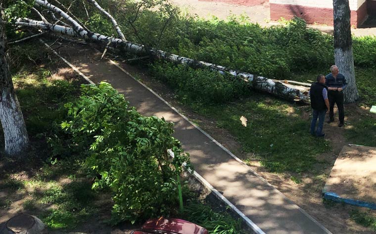 В Нижнекамске ветер повалил дерево на пр.Строителей