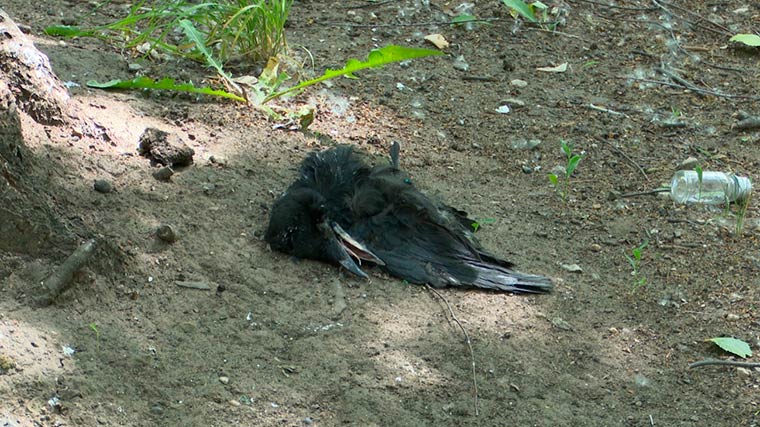 Специалисты объяснили массовую гибель птиц в Нижнекамске
