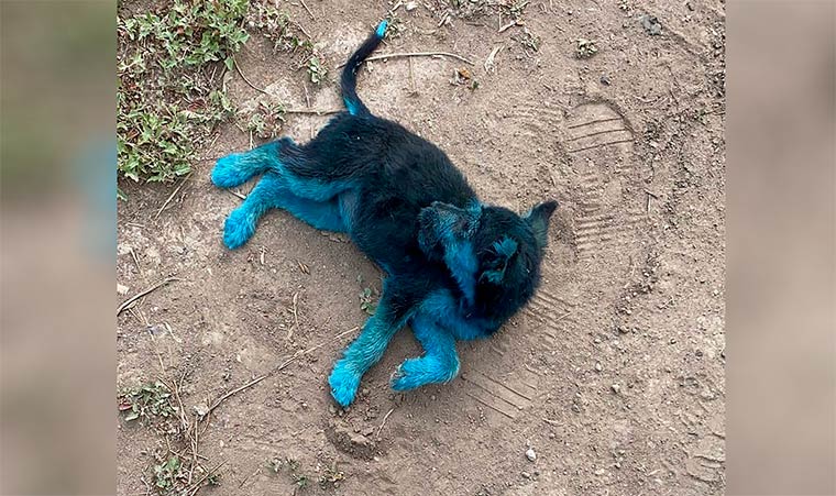 В Татарстане были найдены синие щенята