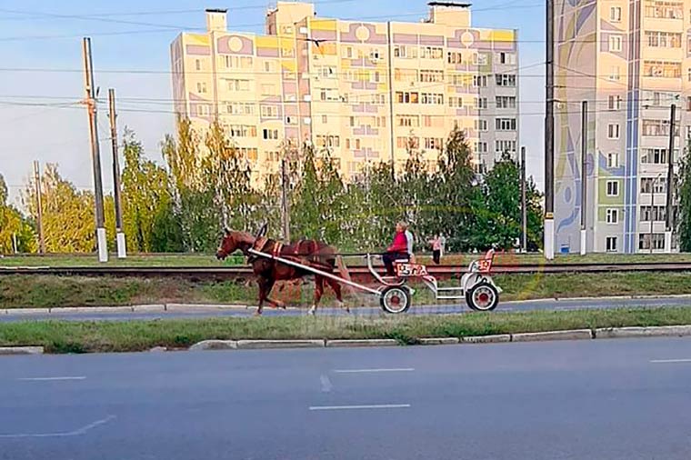 В Нижнекамске заметили повозку с лошадью