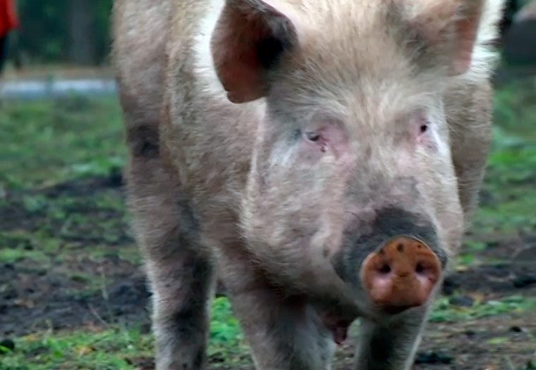 В Нижнекамском районе отменён карантин по африканской чуме свиней