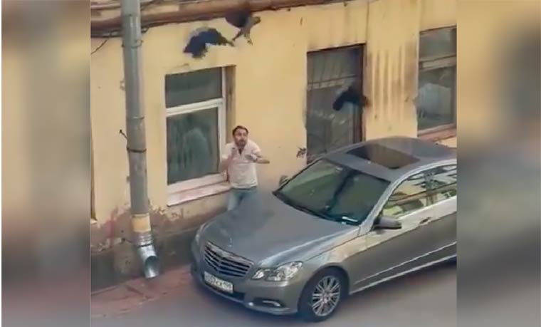 В Татарстане вороны напали на водителя «Мереседеса»