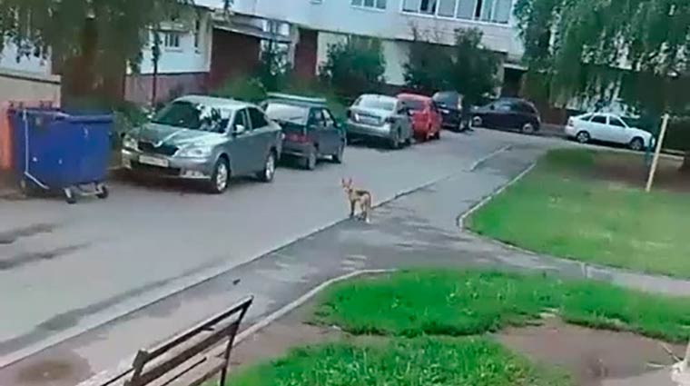 Житель Нижнекамска снял на видео дикого зверя, гуляющего по городу