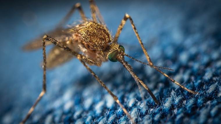 Татарстанский метеоролог: «В наших широтах появились африканские комары»