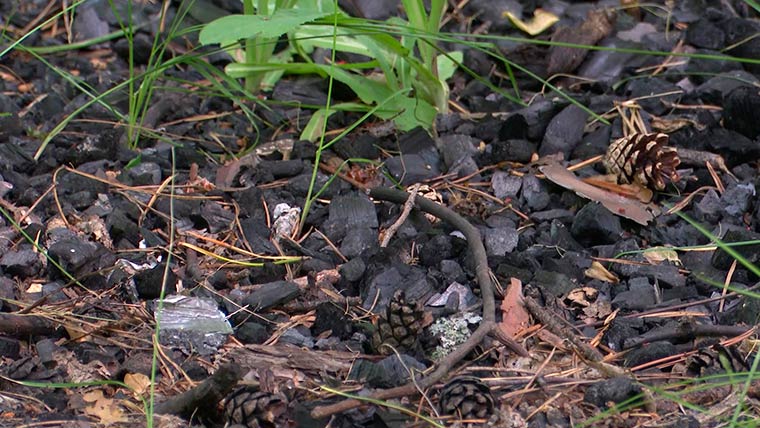 В Нижнекамске за любителями шашлыков в лесу следят видеоловушки и коптер