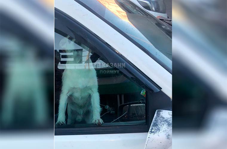«Скулила на всю парковку»: в Татарстане обнаружили закрытую в автомобиле собаку в жару 
