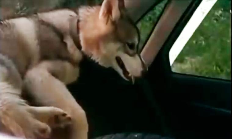 В Татарстане хозяин хаски оставил собаку на жаре в машине из-за беременной жены
