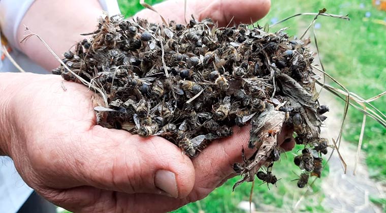 В Татарстане пчеловоды усилят сотрудничество с минсельхозом республики