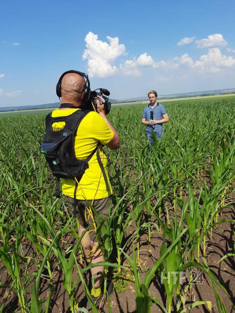 На полях Нижнекамского района из-за жары гибнет урожай