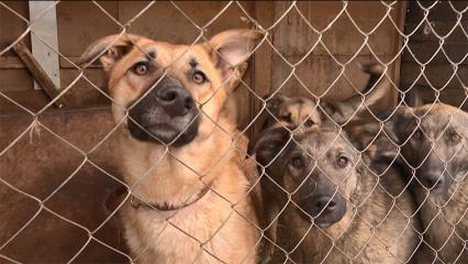 Нижнекамский приют «Бездомыши» нуждается в поддержке горожан - НТР 24