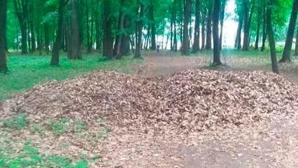 «Листья — это не мусор!»: нижнекамец не понимает, для чего в лесу сгребают в кучи прошлогодние листья - НТР 24